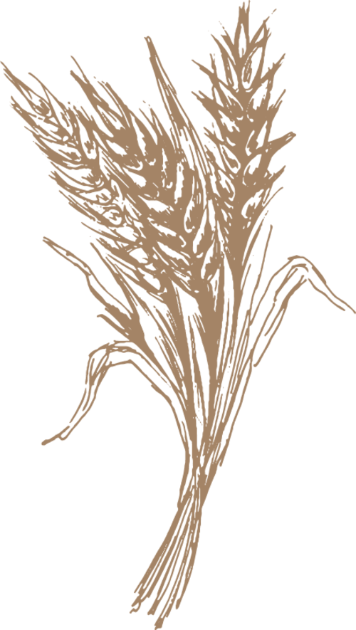 Bündel von Weizenähren mit Stängeln